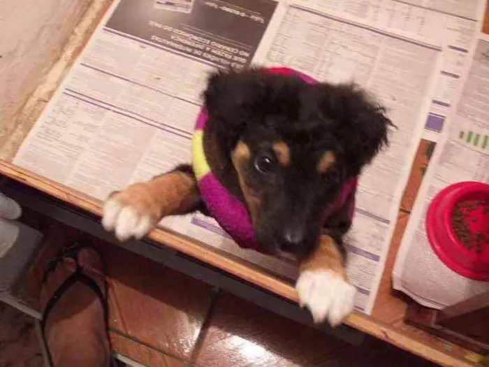 Cachorro ra a Nao idade 2 a 6 meses nome Floquinho