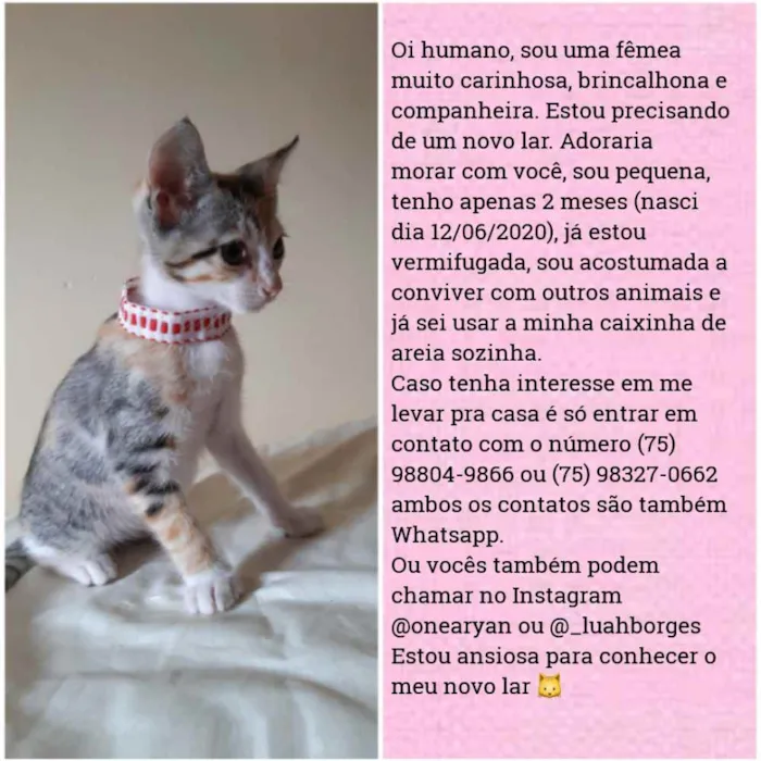 Gato raça Sem raça distinta idade 2 a 6 meses nome O dono escolherá 