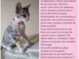 O dono escolherá 