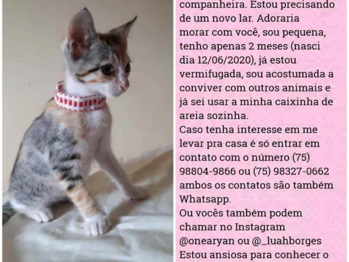 Gato raça Sem raça distinta idade 2 a 6 meses nome O dono escolherá 