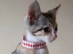 Gato raça Sem raça distinta idade 2 a 6 meses nome O dono escolherá 
