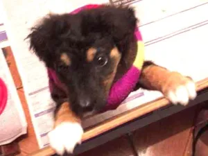 Cachorro raça Nao idade 2 a 6 meses nome Floquinho