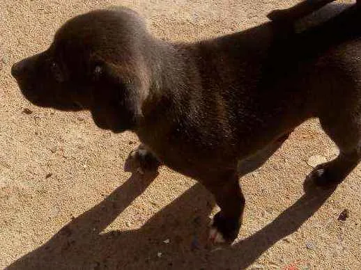 Cachorro ra a Vira lata idade Abaixo de 2 meses nome Ainda não coloquei 