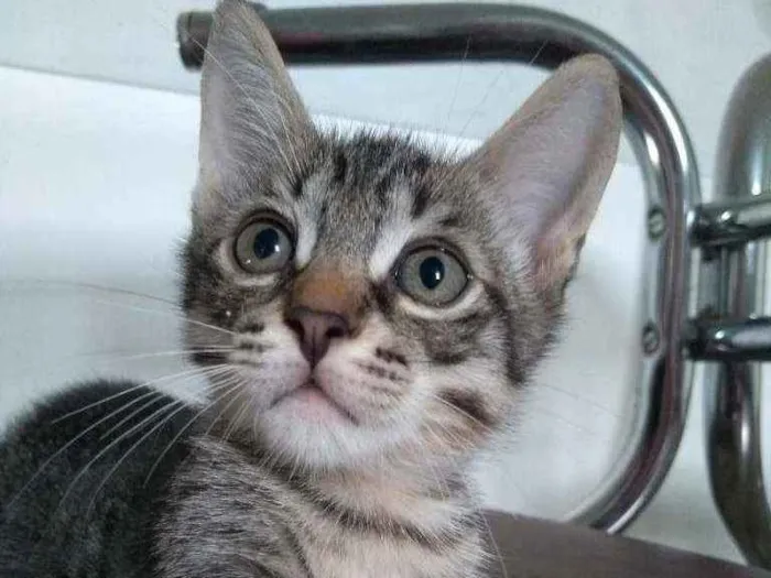 Gato ra a SRD idade 2 a 6 meses nome Zeca