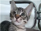 Gato raça SRD idade 2 a 6 meses nome Zeca