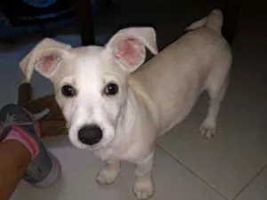 Cachorro raça Sem raça definida idade 2 a 6 meses nome Thor