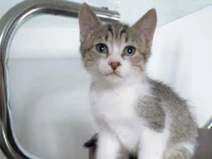 Gato raça SRD idade 2 a 6 meses nome Malu