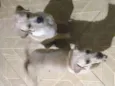 Mailo é Mel