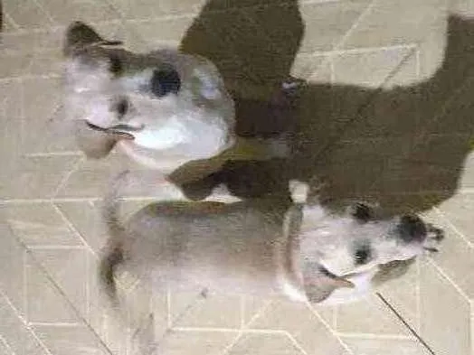 Cachorro raça Vira lata idade 2 a 6 meses nome Mailo é Mel