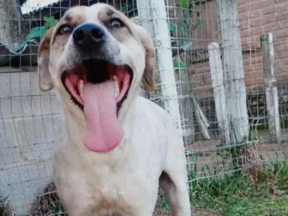 Gato raça  idade 2 a 6 meses nome Lola