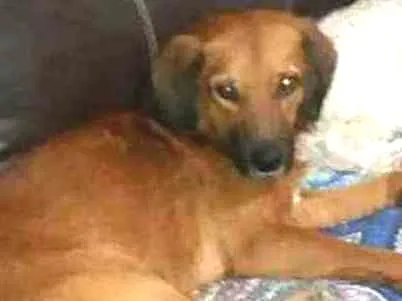 Cachorro ra a Sem raça definida idade 4 anos nome FARAÓ 