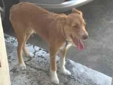 Cachorro ra a Mestiça idade 7 a 11 meses nome Jack