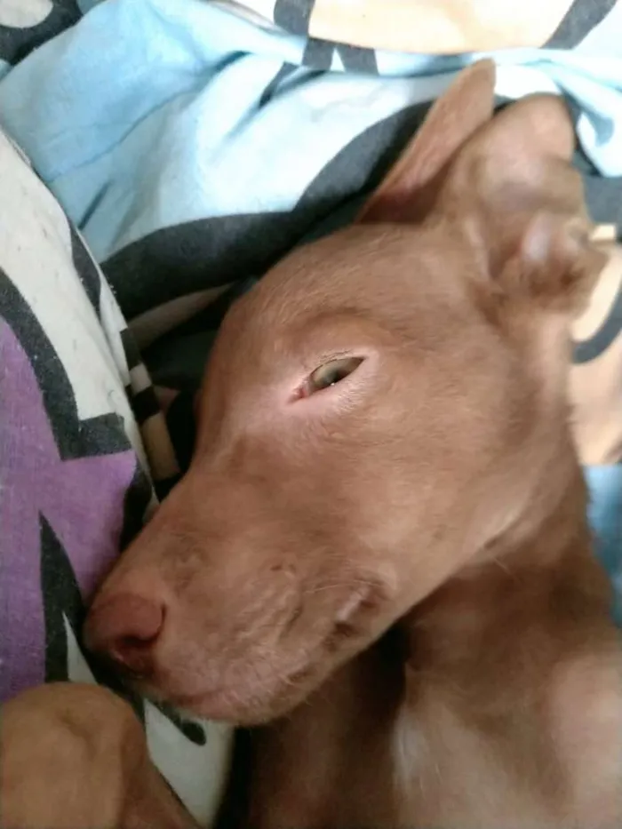 Cachorro raça  idade 2 a 6 meses nome Apollo