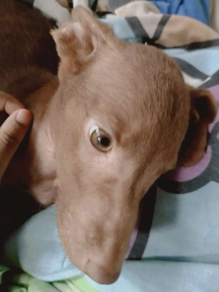 Cachorro raça  idade 2 a 6 meses nome Apollo