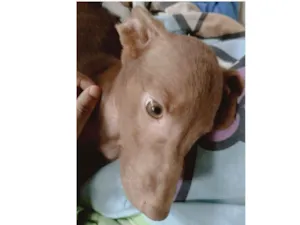 Cachorro raça  idade 2 a 6 meses nome Apollo