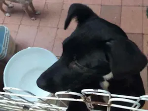 Cachorro raça Vira lata idade 2 a 6 meses nome Thor