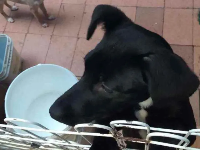 Cachorro ra a Vira lata idade 2 a 6 meses nome Thor