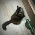 Mel