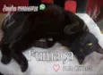 Fumaça