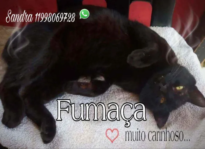 Gato ra a SRD idade 1 ano nome Fumaça