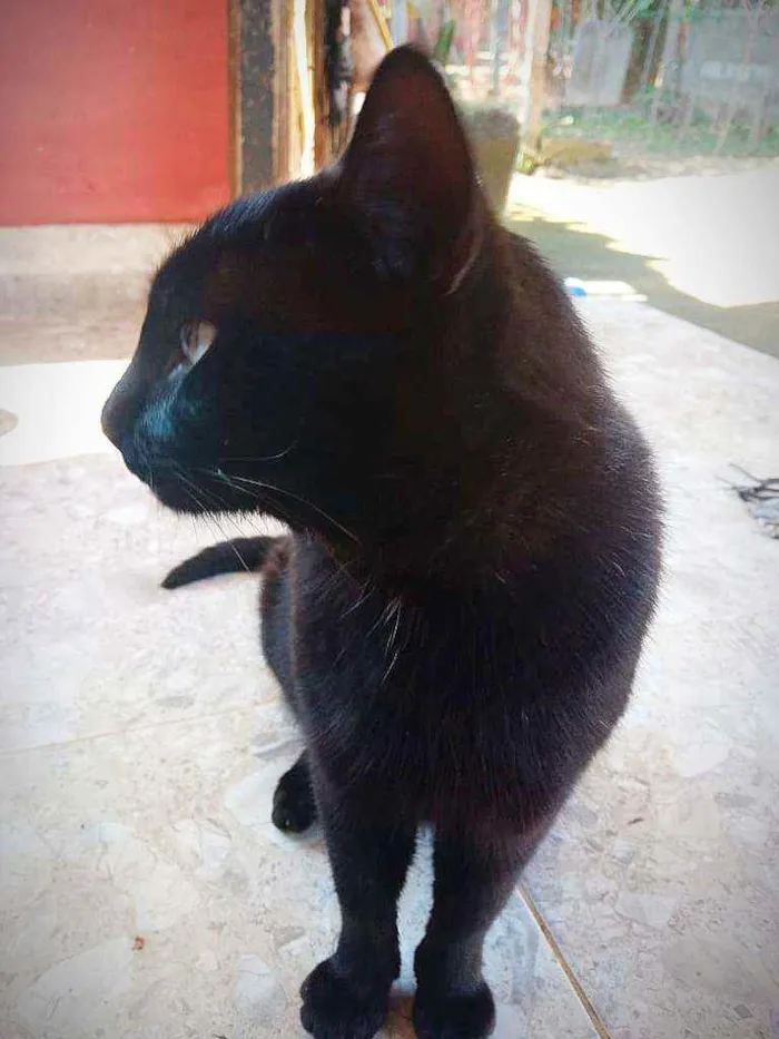 Gato ra a SRD idade 1 ano nome Fumaça