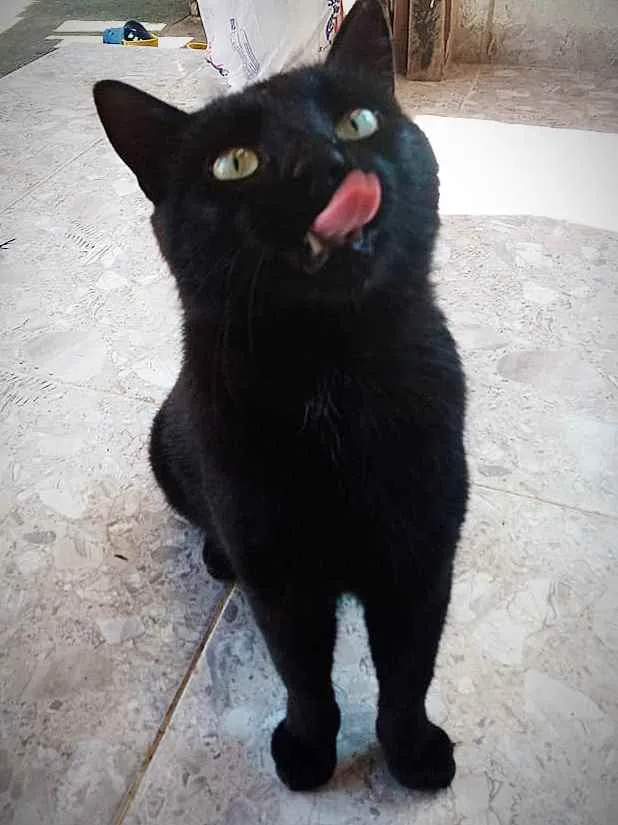 Gato ra a SRD idade 1 ano nome Fumaça