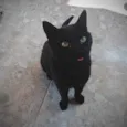 Fumaça