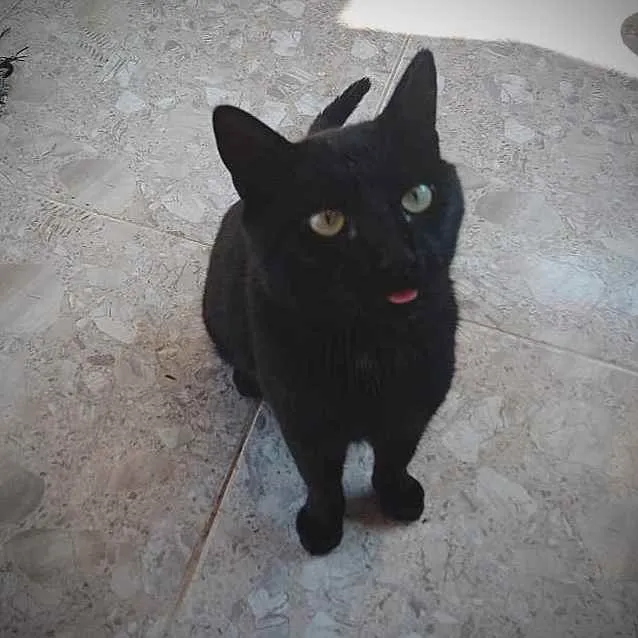 Gato ra a SRD idade 1 ano nome Fumaça