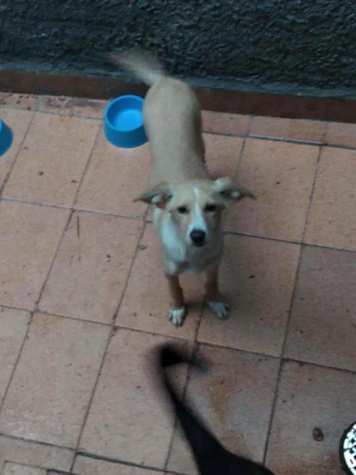 Cachorro ra a Vira lata idade 2 a 6 meses nome Lucy