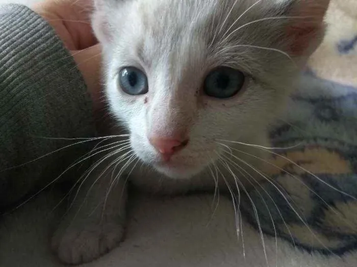 Gato ra a indefinida idade Abaixo de 2 meses nome não tem 