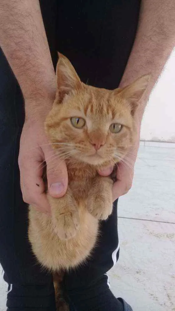 Gato raça Vira lata idade 2 a 6 meses nome Muriel