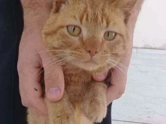 Gato raça Vira lata idade 2 a 6 meses nome Muriel