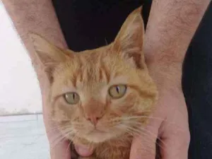 Gato raça Vira lata idade 2 a 6 meses nome Muriel