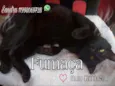 Fumaça