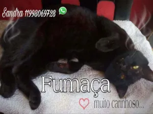 Gato raça SRD idade 1 ano nome Fumaça