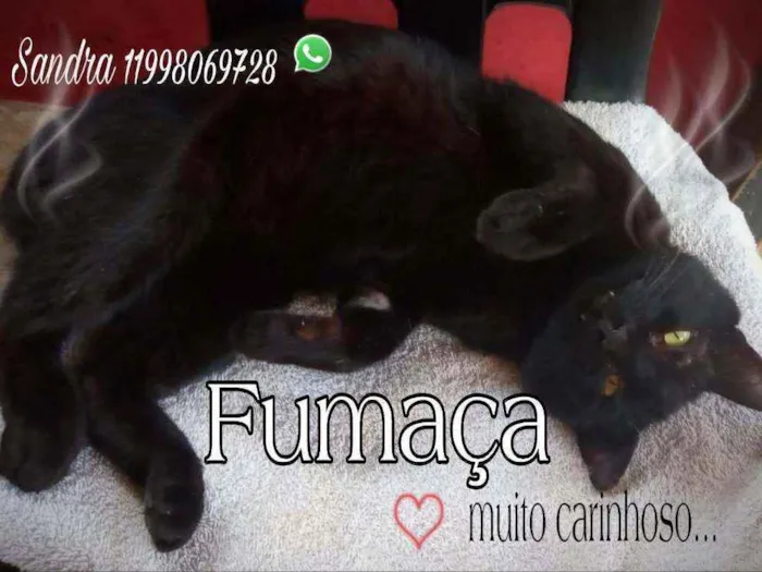 Gato ra a SRD idade 1 ano nome Fumaça