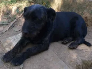 Cachorro raça Srd idade 2 anos nome Theo