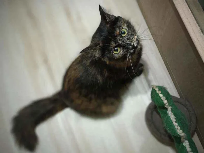 Gato ra a SRD idade 7 a 11 meses nome Mel