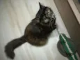 Mel