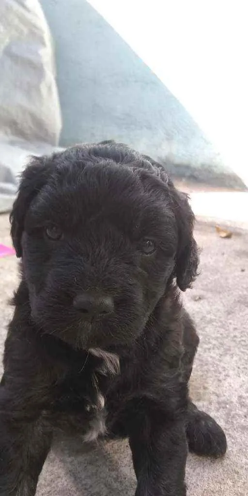 Cachorro ra a Viralata idade Abaixo de 2 meses nome Não tem