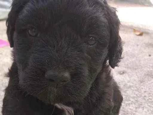 Cachorro ra a Viralata idade Abaixo de 2 meses nome Não tem