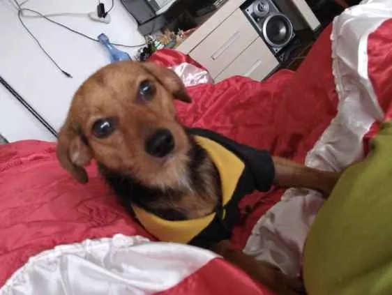 Cachorro ra a Mestiço  idade 1 ano nome Léo 