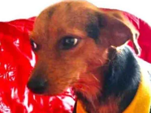 Cachorro raça Mestiço  idade 1 ano nome Léo 