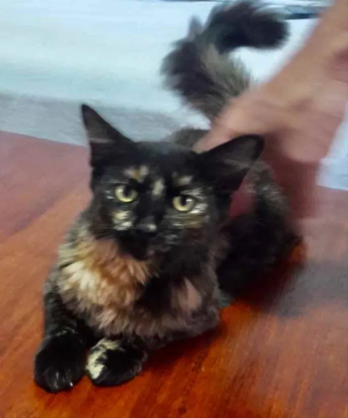 Gato ra a Mestiça  idade 2 a 6 meses nome Charlotte 