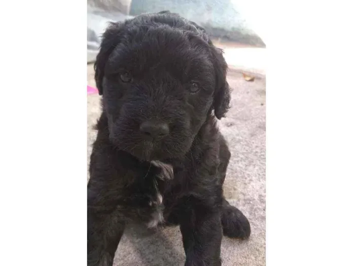 Cachorro ra a Viralata idade Abaixo de 2 meses nome Não tem