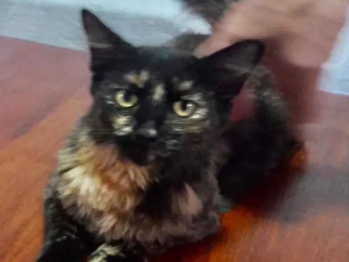 Gato ra a Mestiça  idade 2 a 6 meses nome Charlotte 
