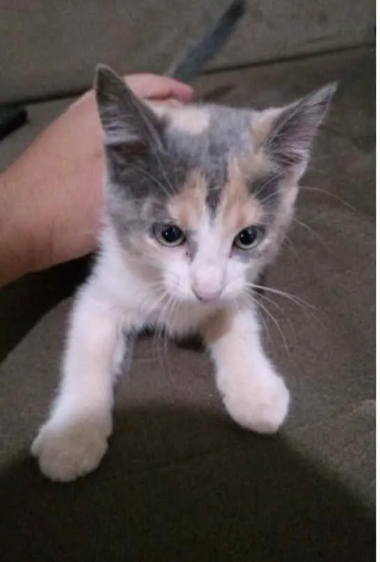 Gato ra a SRD idade 2 a 6 meses nome Nick 