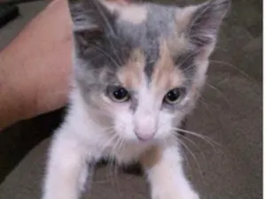 Gato raça SRD idade 2 a 6 meses nome Nick 