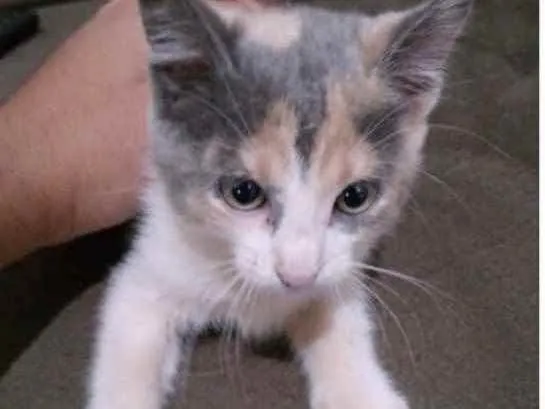 Gato ra a SRD idade 2 a 6 meses nome Nick 