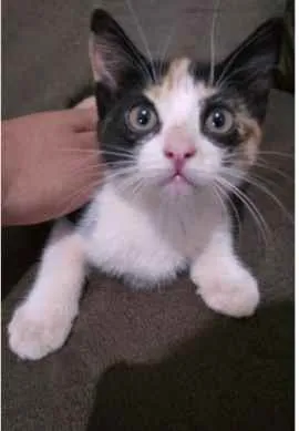 Gato ra a SRD idade 2 a 6 meses nome Mia 